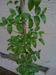 What climber is this?