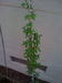 What climber is this?