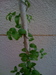 What climber is this?