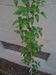 What climber is this?