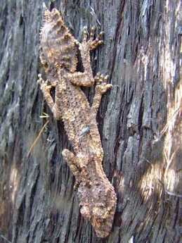lizard
