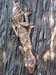 lizard