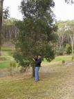 Black wood tree