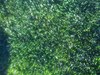 Grass Type