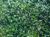 Grass Type