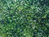 Grass Type