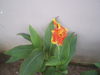 What's the name of this flower?