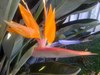 Bird of paradise