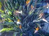 Bird of paradise