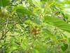 Berry Bush Type
