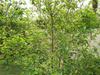 Berry Bush Type