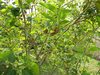 Berry Bush Type