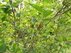 Berry Bush Type