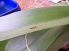 Insect on Orchid
