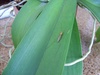 Insect on Orchid
