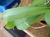 Insect on Orchid