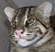 the breed of this cat.. anyone?