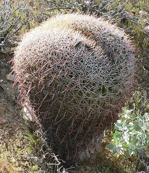 cactus