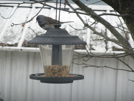 What is this bird?