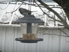 What is this bird?