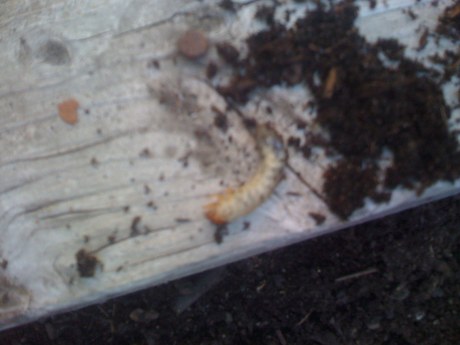 white grub