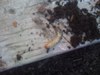 white grub