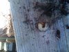 white grub