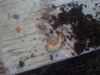 white grub