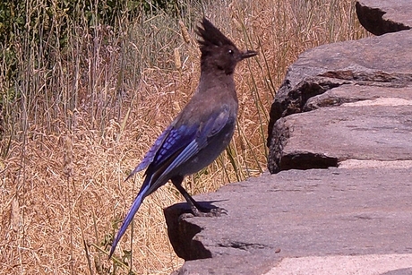 What is this bird?