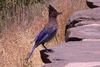 What is this bird?
