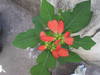 What’s the name of this plant?