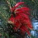 feathery flowers