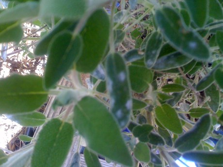 sage plant