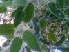 sage plant
