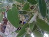 sage plant
