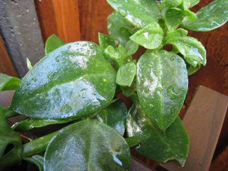 what plant