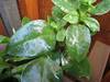 what plant