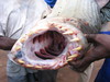 Maneater?