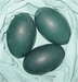 Bird eggs