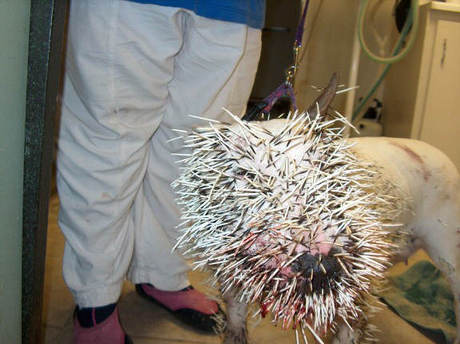 Porcupine vs Dog