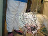 Porcupine vs Dog