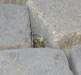 Frog with ?