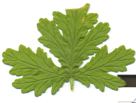 Looking for Plant Name & Scientific