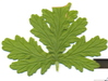 Looking for Plant Name & Scientific