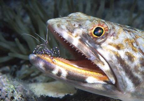 Sea Creature