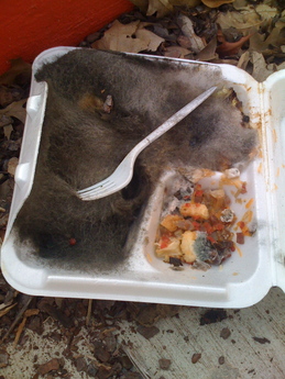 Mold