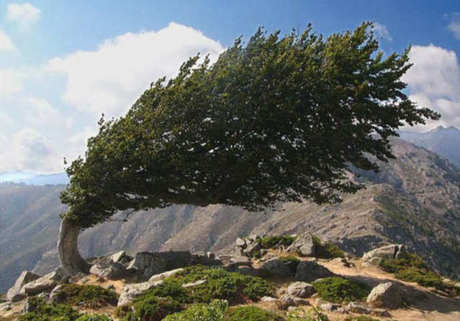 Tree Type