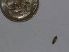 Very small grub-type thing