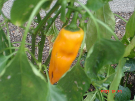 my chilli is yellow