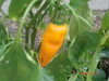 my chilli is yellow